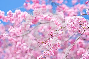 Pink drooping cherry blossoms