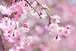 Pink drooping cherry blossoms photo