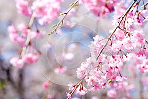 Pink drooping cherry blossoms photo