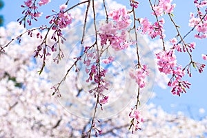 Pink drooping cherry blossoms photo