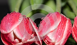 Pink. Drops. Tulips. Flowers. Reflection. Macro