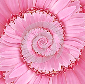 Pink Droste Spiral Flower Background Texture