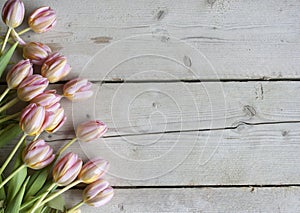 Pink Dutch blooming tulips on weathered barn wood background
