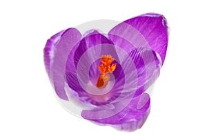 Pink Dutch spring crocus flower