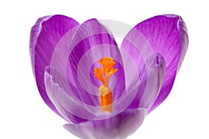 Pink Dutch spring crocus flower