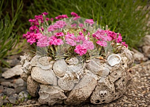 Pink dwarf carnations in a mediterranean pot