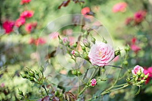 Pink Dwarf roses. Beautiful pink miniature rose or fairy rose