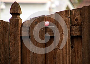 Pink-dyed Easter egg with name of `Natalie` is hidden on a ledge on wooden fence photo