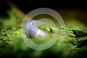 Pink Earthworm Macro