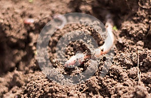 Pink earthworm in moist loamy soil,close-up photo