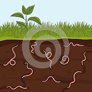 Pink earthworms in garden soil. Ground cutaway with worms. Farming and agriculture