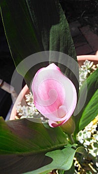 Pink easter lilly