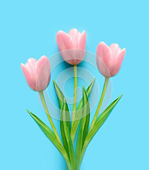 Pink easter tulips on a blue background. Spring bouquet of flowers. Easter and mothers day spring concept