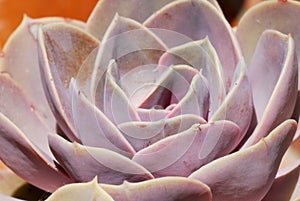 Pink Echeveria