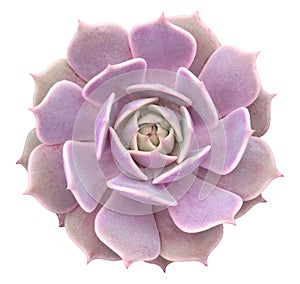 Pink Echeveria Lola Succulent Isolated From Background