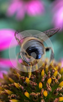 Pink Echinacea with Bees