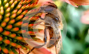 Pink Echinacea with Bees