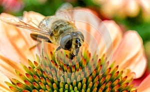 Pink Echinacea with Bees