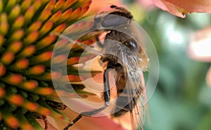 Pink Echinacea with Bees