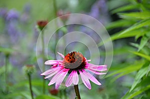 Pink Echinacea cone flower single flower bud.