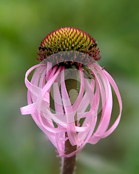 Pink Echinacea Coneflower Bloom in Soft Focus