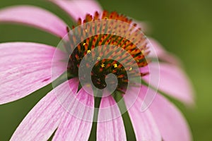 Pink Echinacea Coneflower Closeup