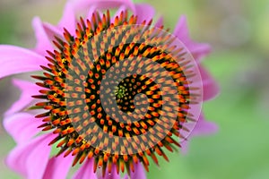 Pink Echinacea Coneflower Detail