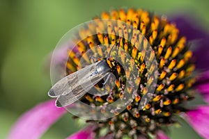 Pink Echinacea Coneflower and Love Bug Plecia nearctica  Closeup