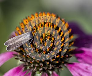 Pink Echinacea Coneflower and Love Bug Plecia nearctica  Closeup