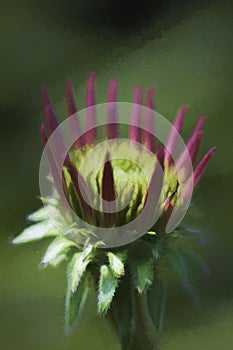 Pink Echinacea Coneflower Opening Bud Digitally Painted