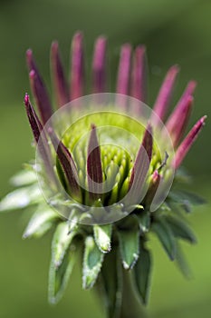 Pink Echinacea Coneflower Opening Bud