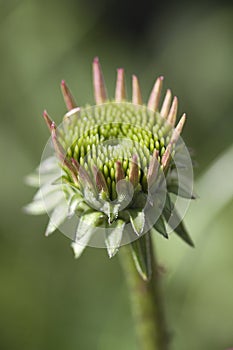 Pink Echinacea Coneflower Opening Bud