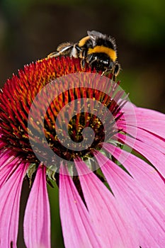 Pink Echinacea flower