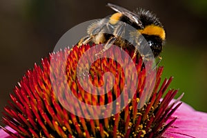 Pink Echinacea flower