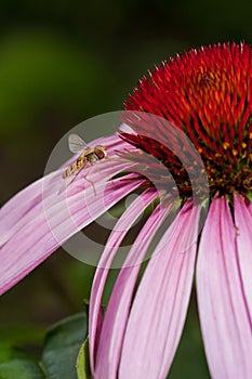 Pink Echinacea flower