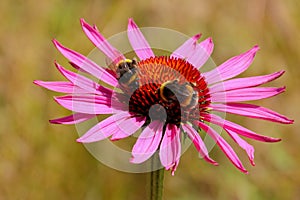 Pink Echinacea flower with bees