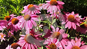 Pink echinacea flowers with bee