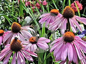 Pink echinacea flowers with bee in botanical garden of Helsinki