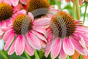 Pink Echinacea flowers in bloom