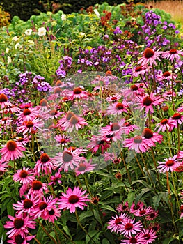 Pink Echinacea flowers at front of English cottage garden border