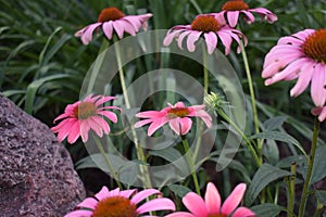 Pink Echinacea Flowers in the Garden