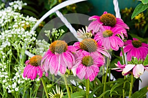 Pink Echinacea flowers in a garden