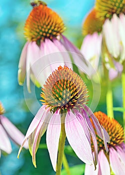 Pink Echinacea flowers