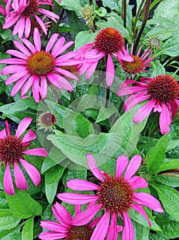 Pink Echinacea Purpera flowers in a field