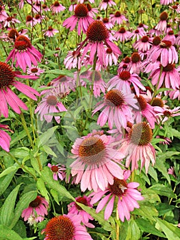 Pink Echinacea Purpera flowers in a field