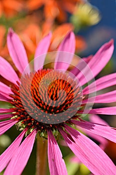 Pink Echinacea purpurea coneflower close-up