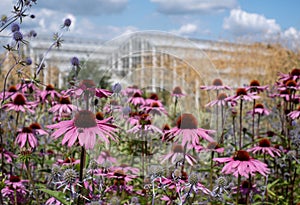 Pink echinacea purpurea flowers, also known as coneflowers or rudbeckia, photographed at RHS Wisley garden in Surrey UK.