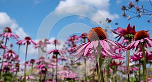 Pink echinacea purpurea flowers, also known as coneflowers or rudbeckia, photographed at RHS Wisley garden in Surrey UK.