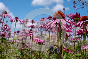 Pink echinacea purpurea flowers, also known as coneflowers or rudbeckia, photographed at RHS Wisley garden in Surrey UK.