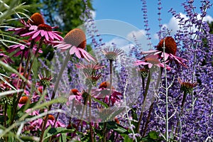 Pink echinacea purpurea flowers, also known as coneflowers or rudbeckia, photographed at RHS Wisley garden in Surrey UK.